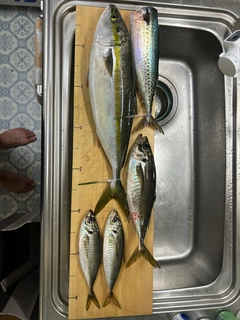 イナダの釣果