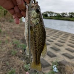 ラージマウスバス