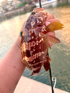 キジハタの釣果