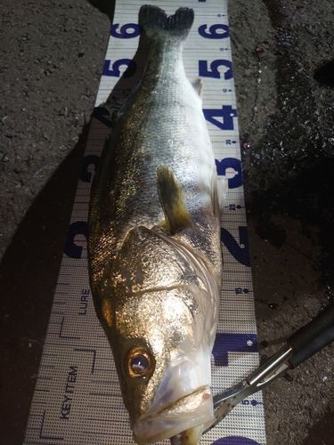 シーバスの釣果