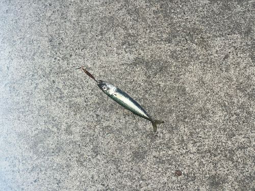 サバの釣果