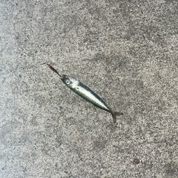サバ