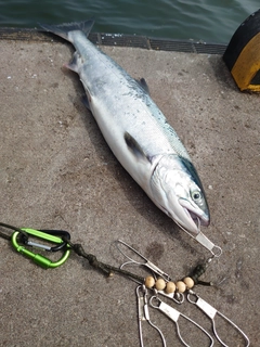 サケの釣果