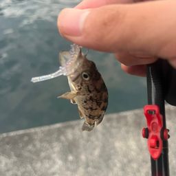 メバル