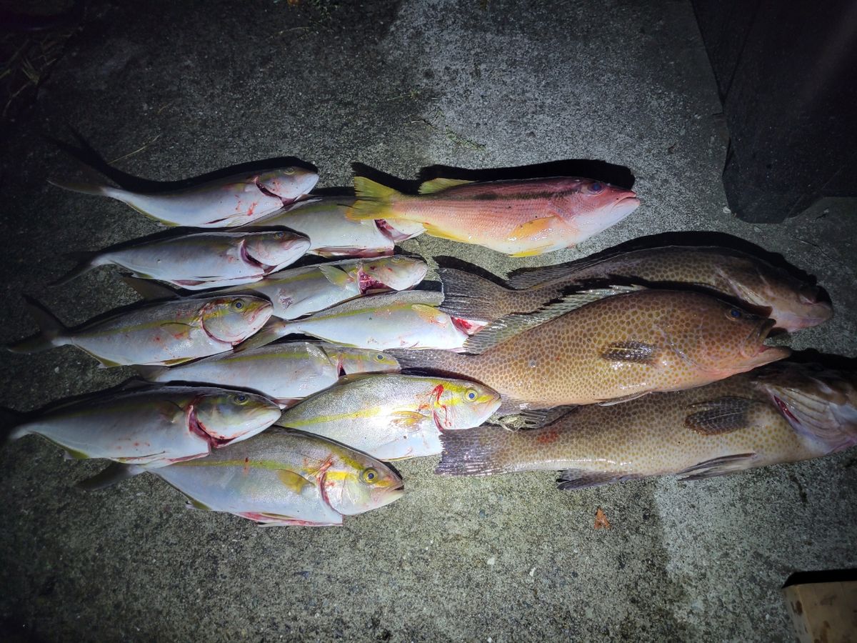 まつ(*´-ω・)さんの釣果 1枚目の画像