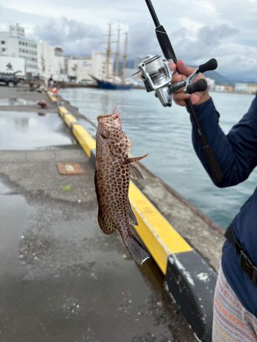 オオモンハタの釣果