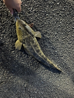 マゴチの釣果