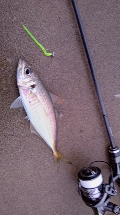 マアジの釣果