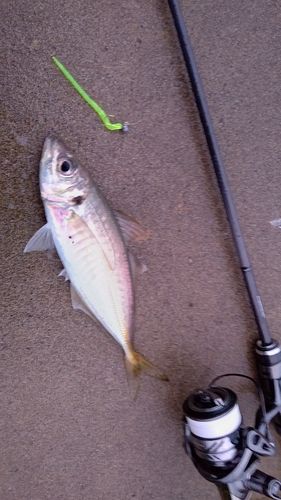 マアジの釣果