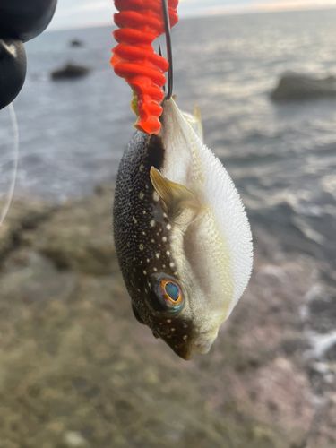 フグの釣果