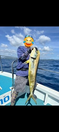 シイラの釣果