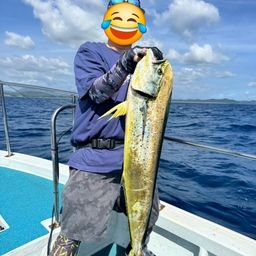 シイラ