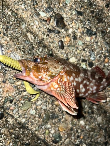 キジハタの釣果