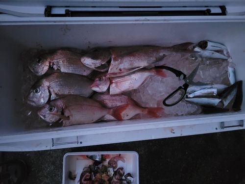 マダイの釣果