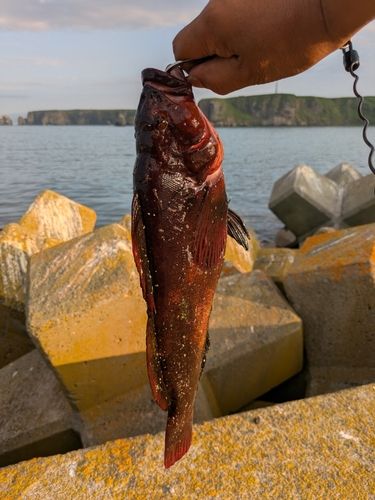 ウサギアイナメの釣果
