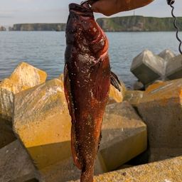 ウサギアイナメ