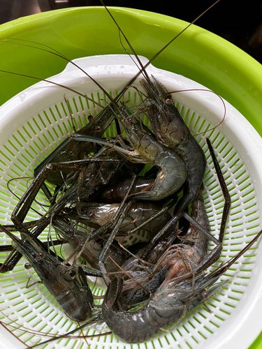 テナガエビの釣果