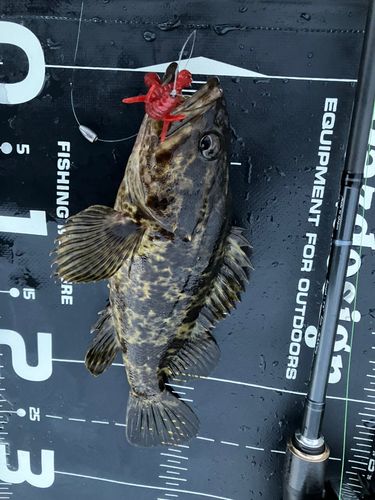 タケノコメバルの釣果