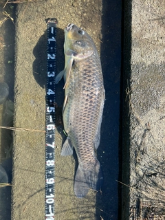 コイの釣果