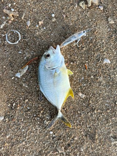 メッキの釣果