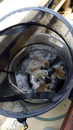 タコの釣果