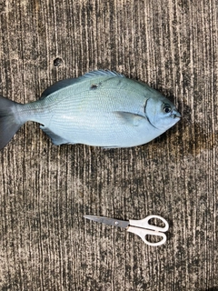 イスズミの釣果