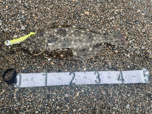 ヒラメの釣果