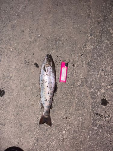 ヤマメの釣果
