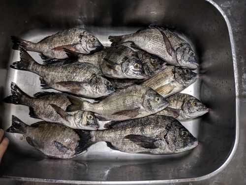 チヌの釣果