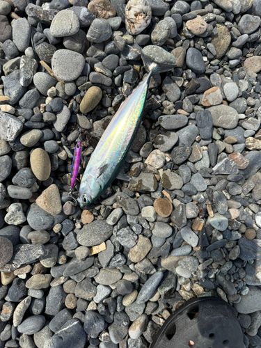 ソウダガツオの釣果