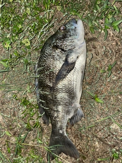 チヌの釣果