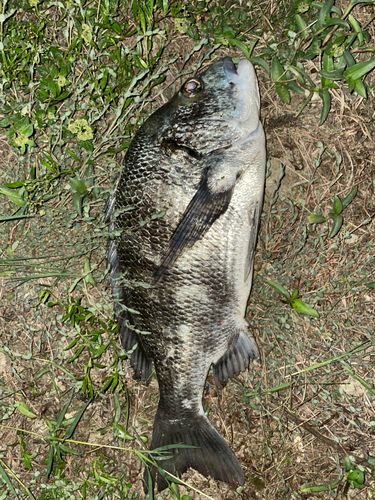 チヌの釣果