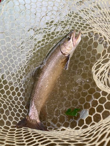 ブルックトラウトの釣果