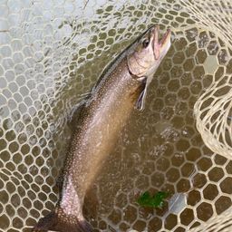 ブルックトラウト