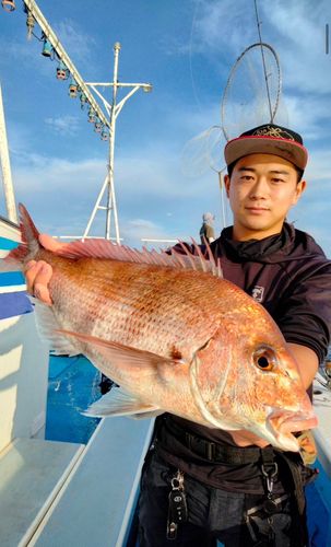 マダイの釣果