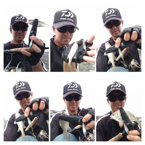 セイゴ（タイリクスズキ）の釣果