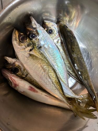アジの釣果
