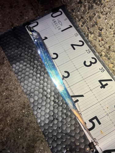 タチウオの釣果