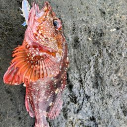 カサゴ