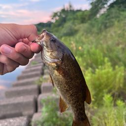 スモールマウスバス