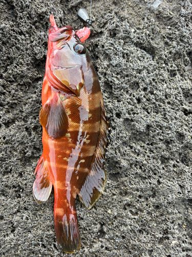 アカハタの釣果