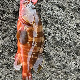 アカハタ