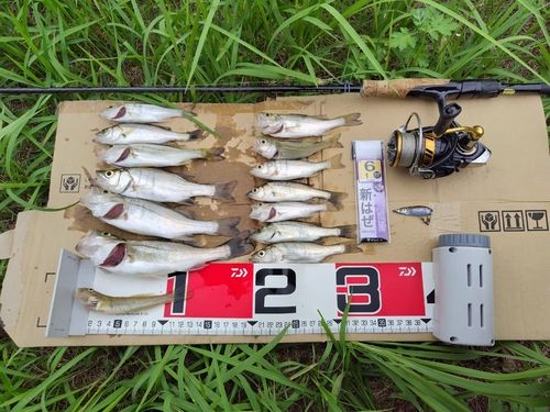 セイゴ（タイリクスズキ）の釣果