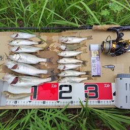 セイゴ（タイリクスズキ）