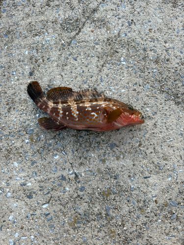 キジハタの釣果