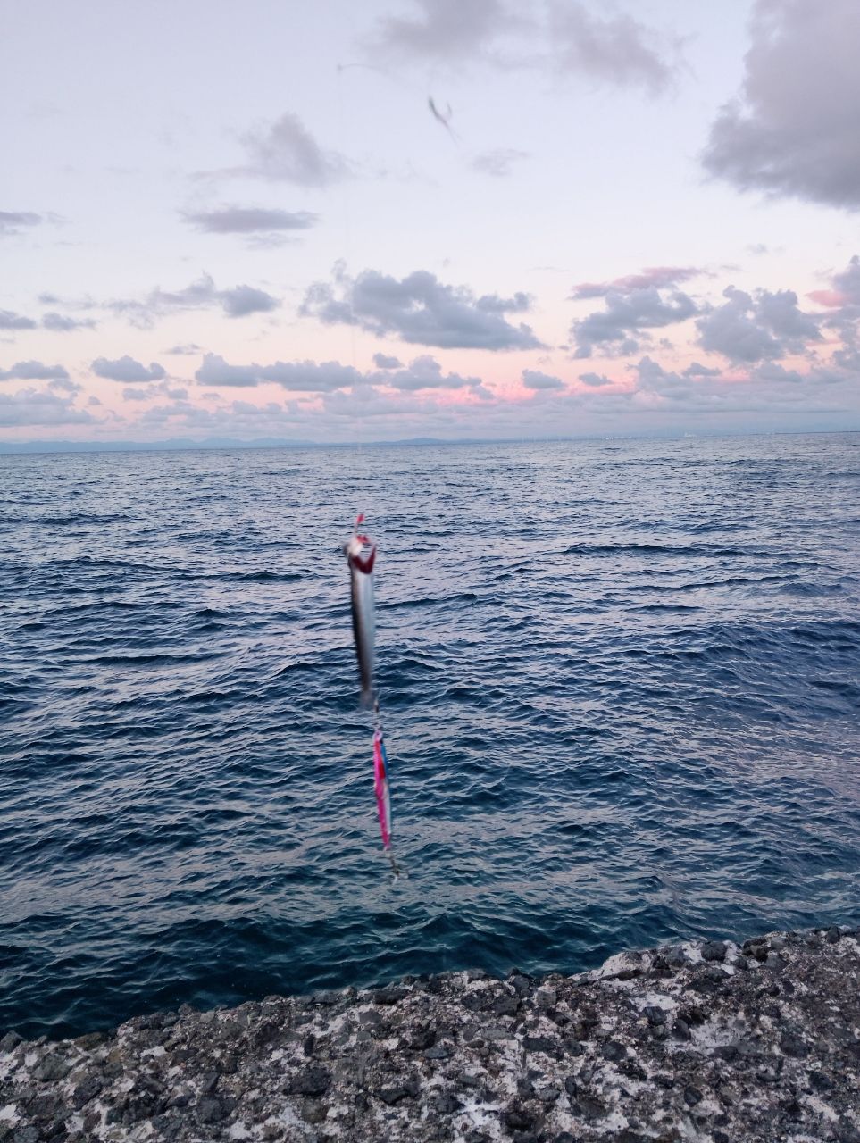 カタクチイワシ