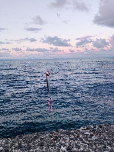 カタクチイワシの釣果