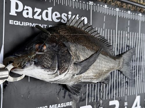 チヌの釣果