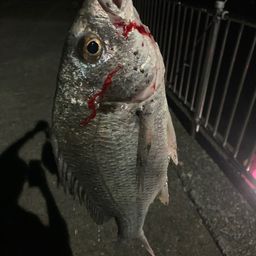 チヌ