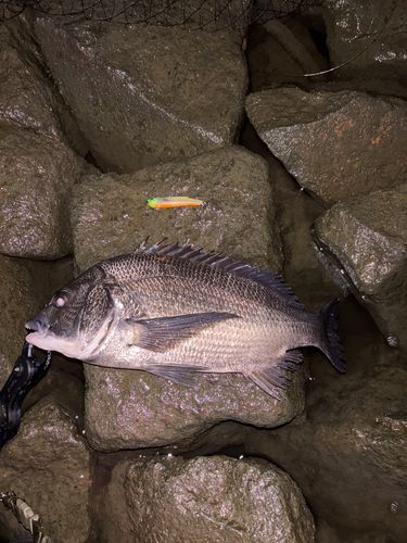 クロダイの釣果